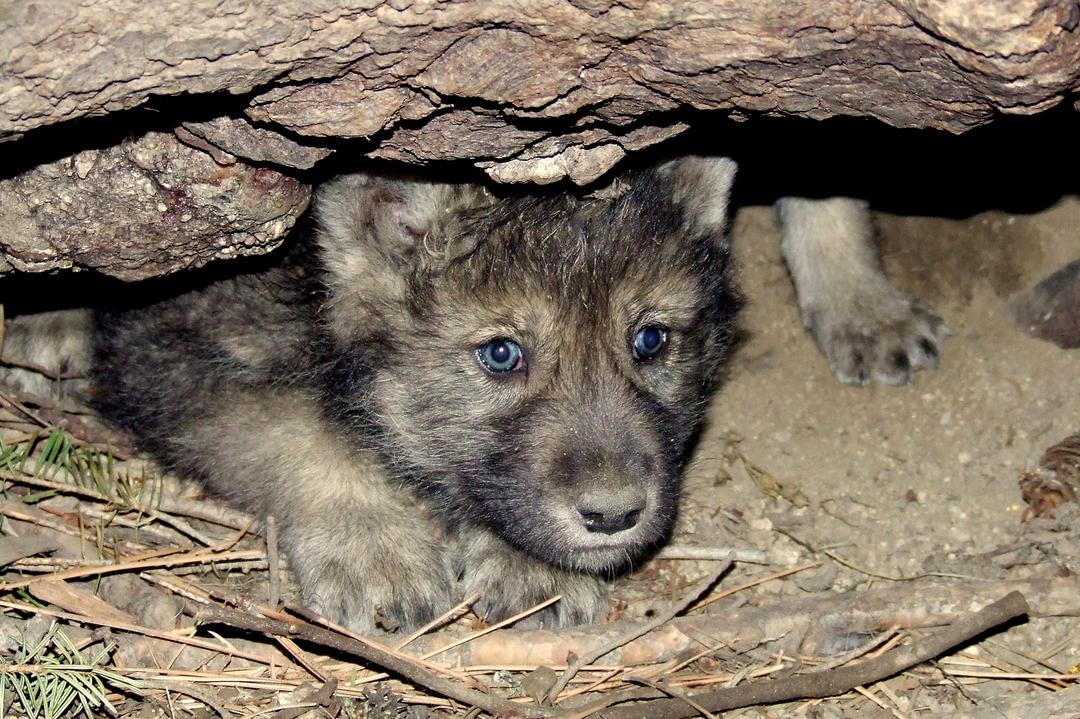 First Wolf Pup Born in Colorado Since Reintroduction