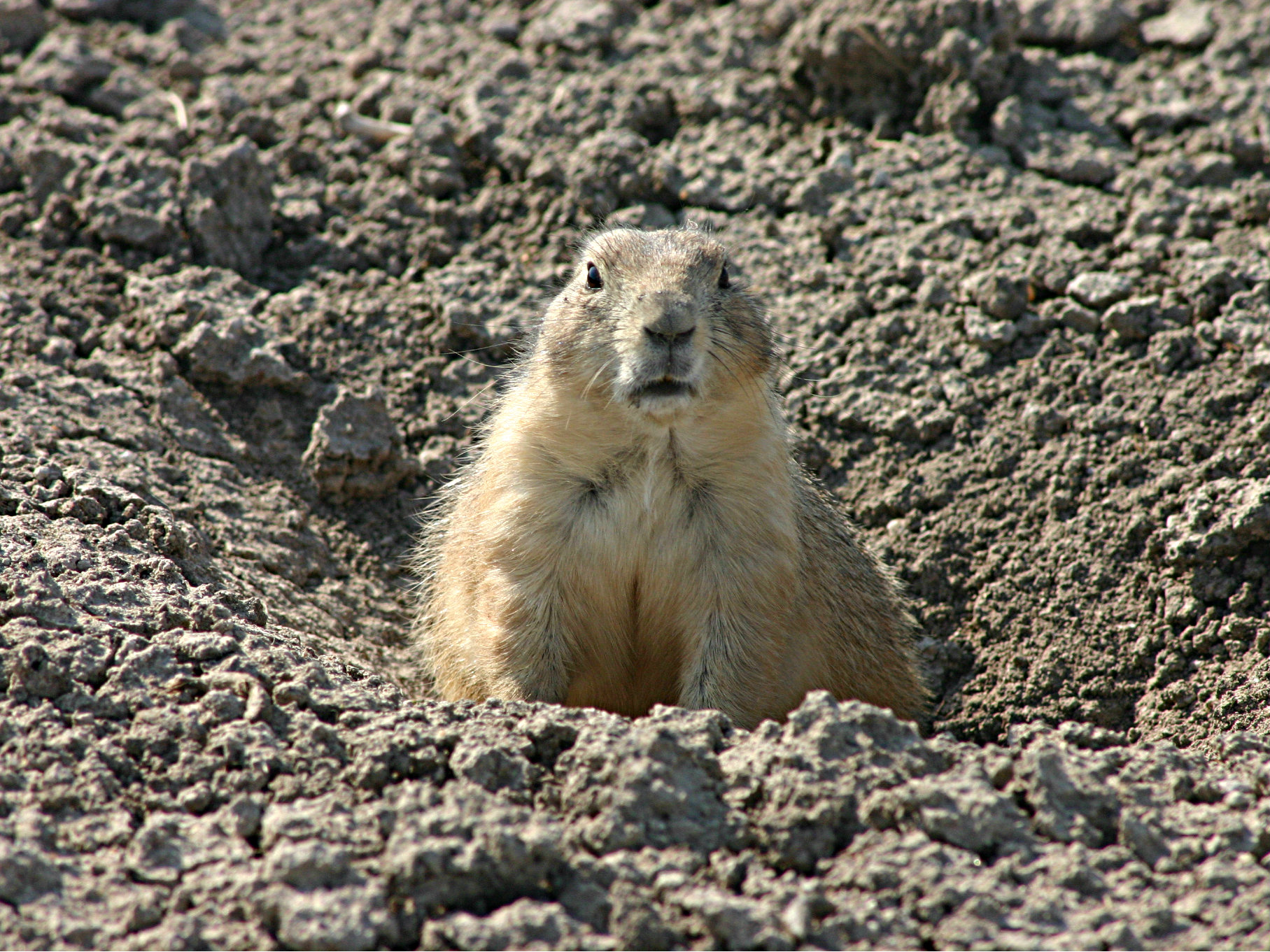Photo: Prairie Dog
