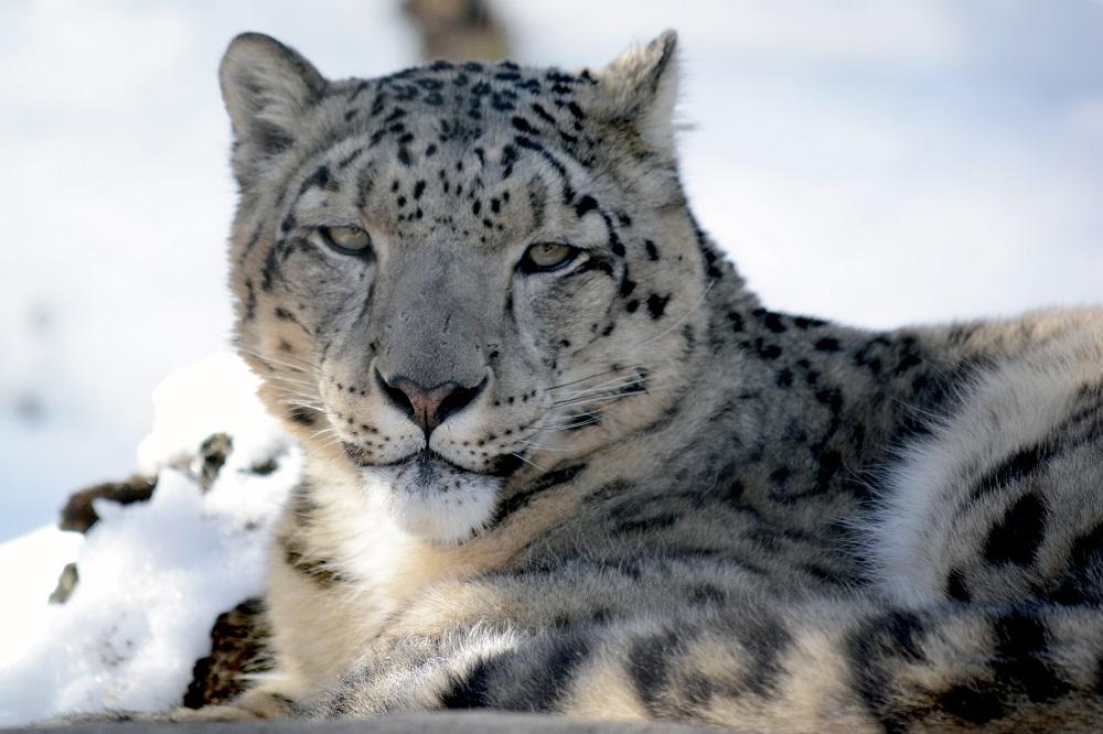Bhutan Snow Leopard