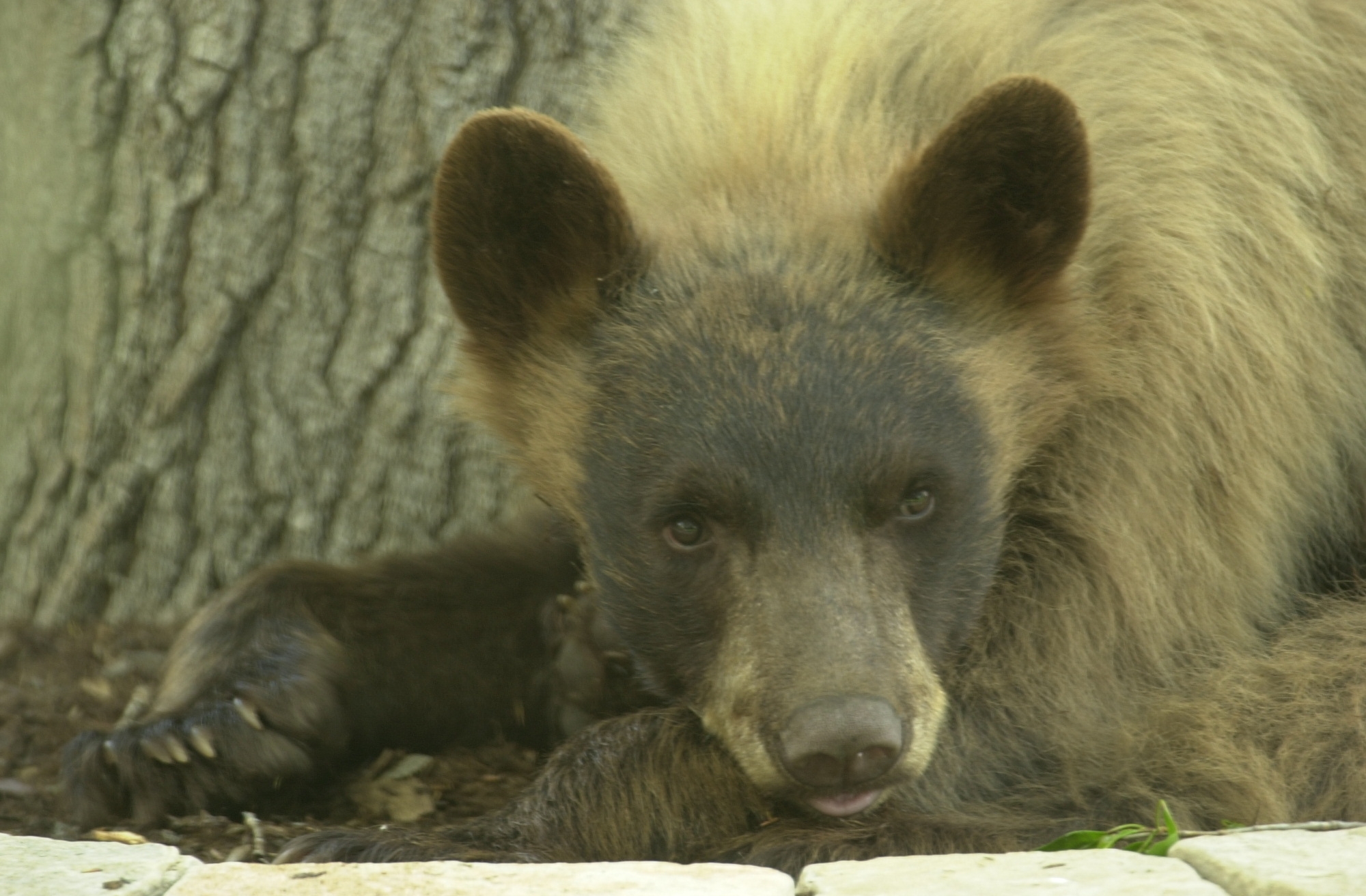 Photo: Colorado black bear