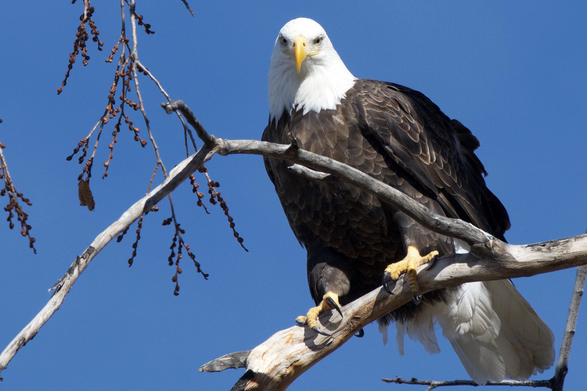 A bald eagle perches on a tree branch in Washington Park