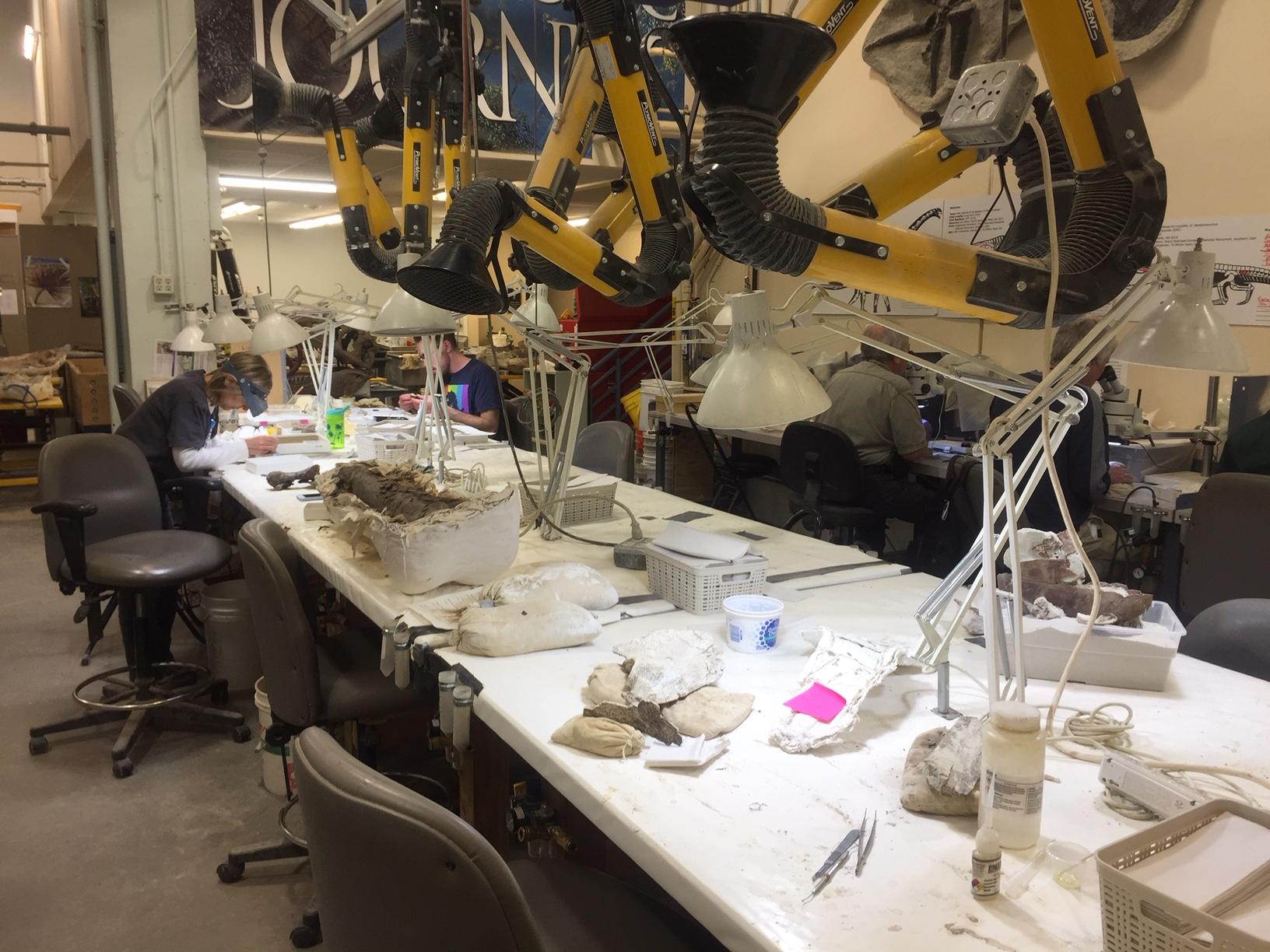 One of the fossil preparation labs at the Denver Museum of Nature and Science