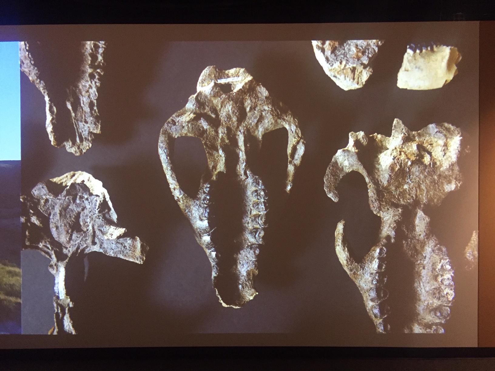 Skull fossils on screen at exhibit at Denver Museum of Nature and Science