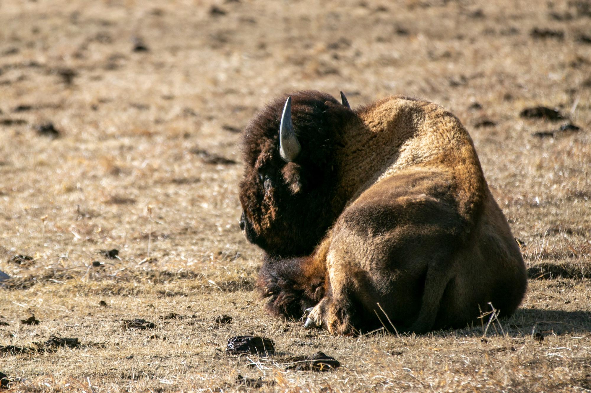 BISON-DEL-NORTE-SAN-LUIS-VALLEY.