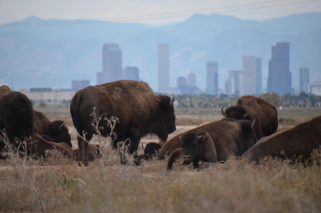 The Denver skyline forms a backdrop for the Rocky Mountain Arsenal National Wildlife Refuge