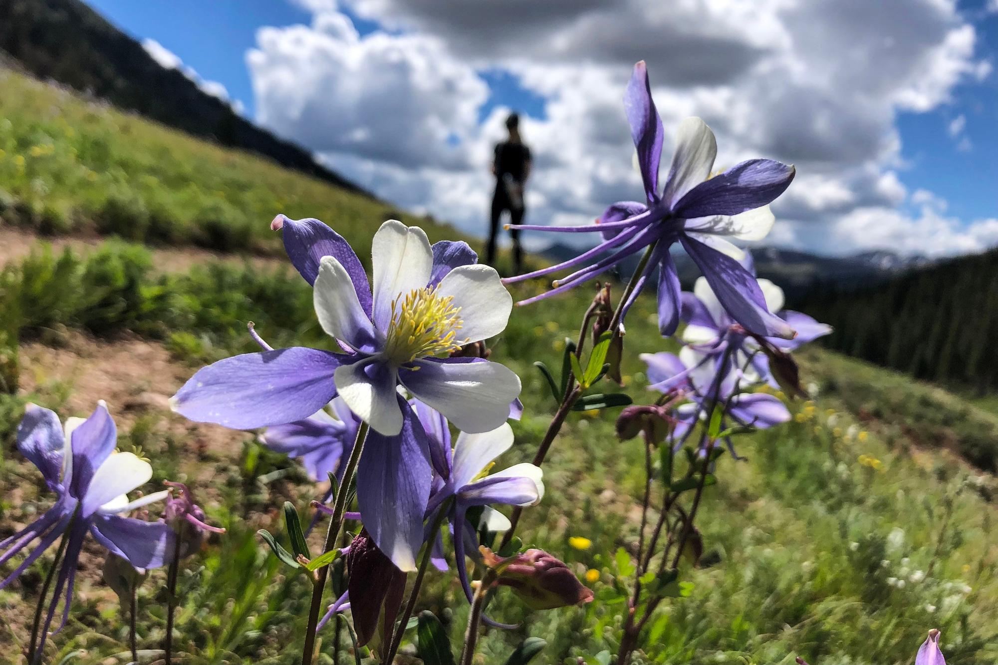 WILDFLOWERS-COLUMBINE-HERMAN-GULCH