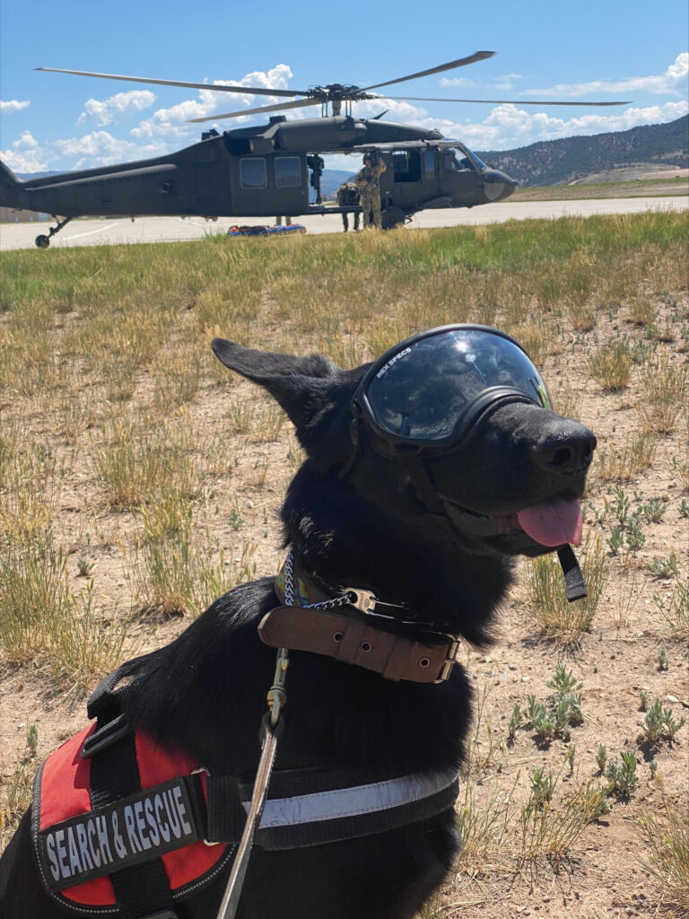 Mesa County Search and Rescue Dog