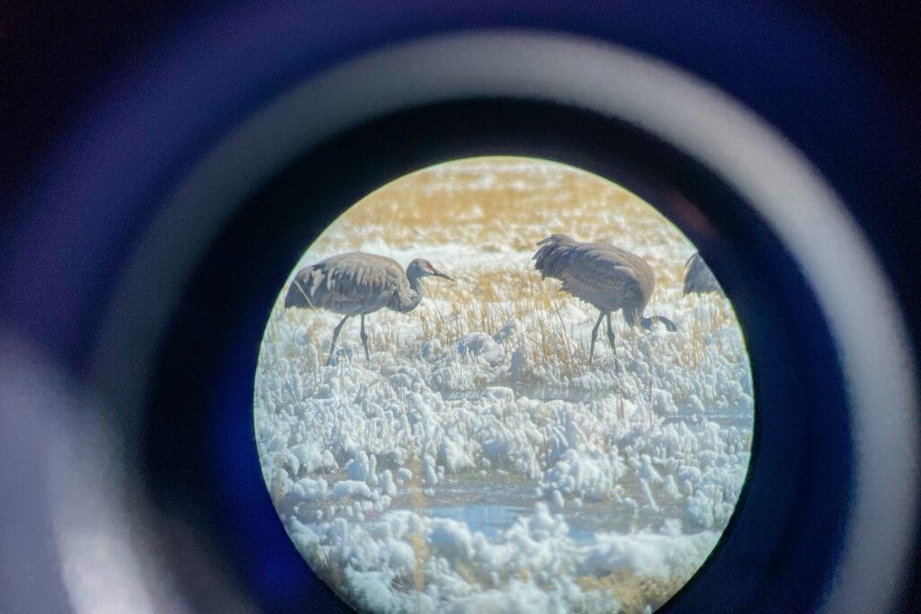 Sandhill cranes