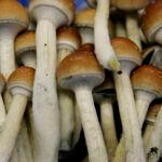 Ann Arbor Decriminalized Magic Mushrooms