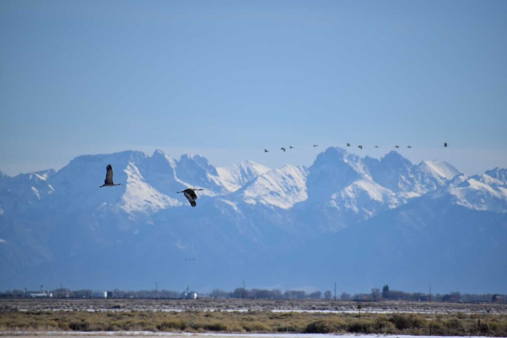 Sandhill cranes