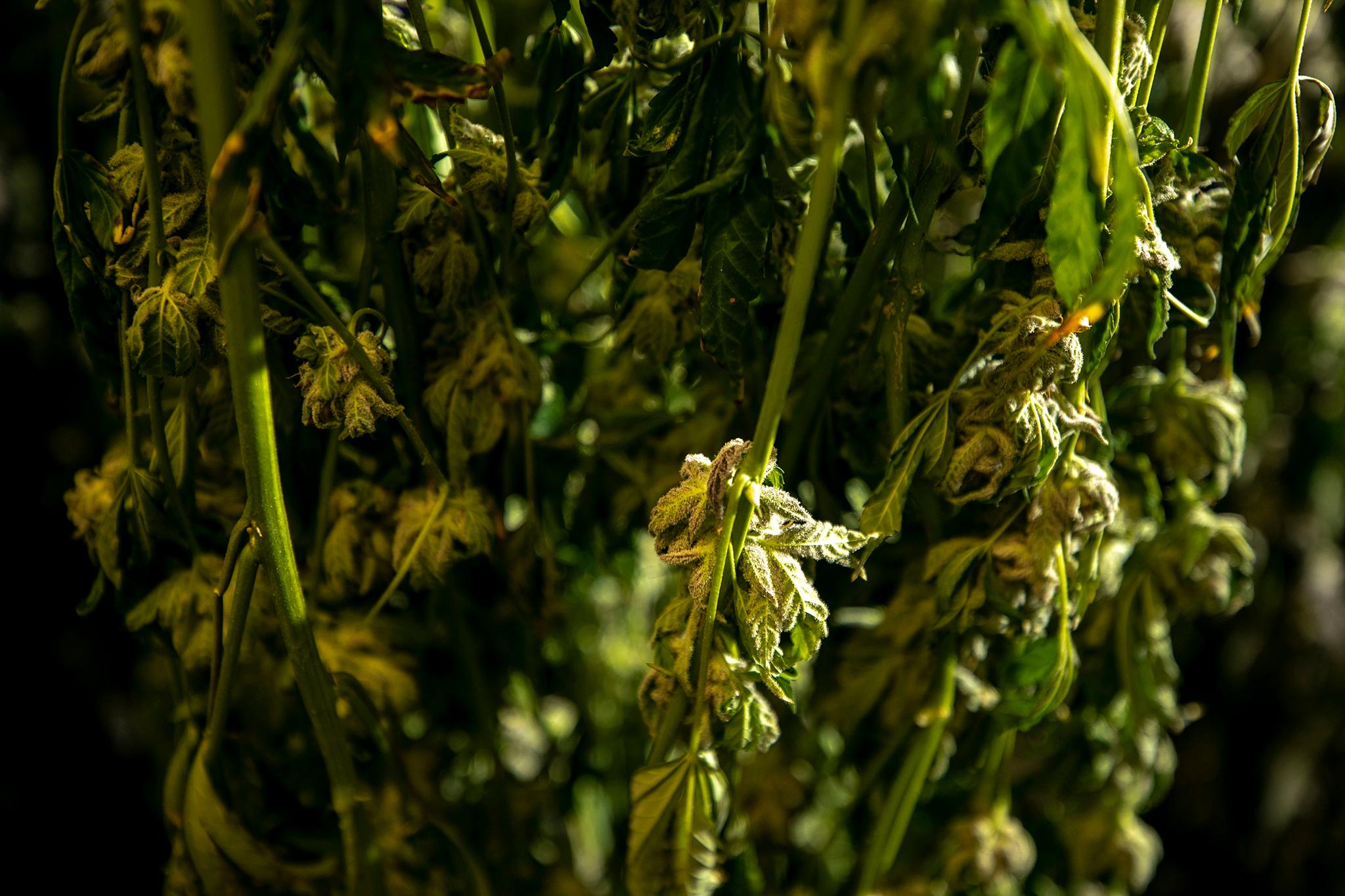 A marijuana grow facility in Denver