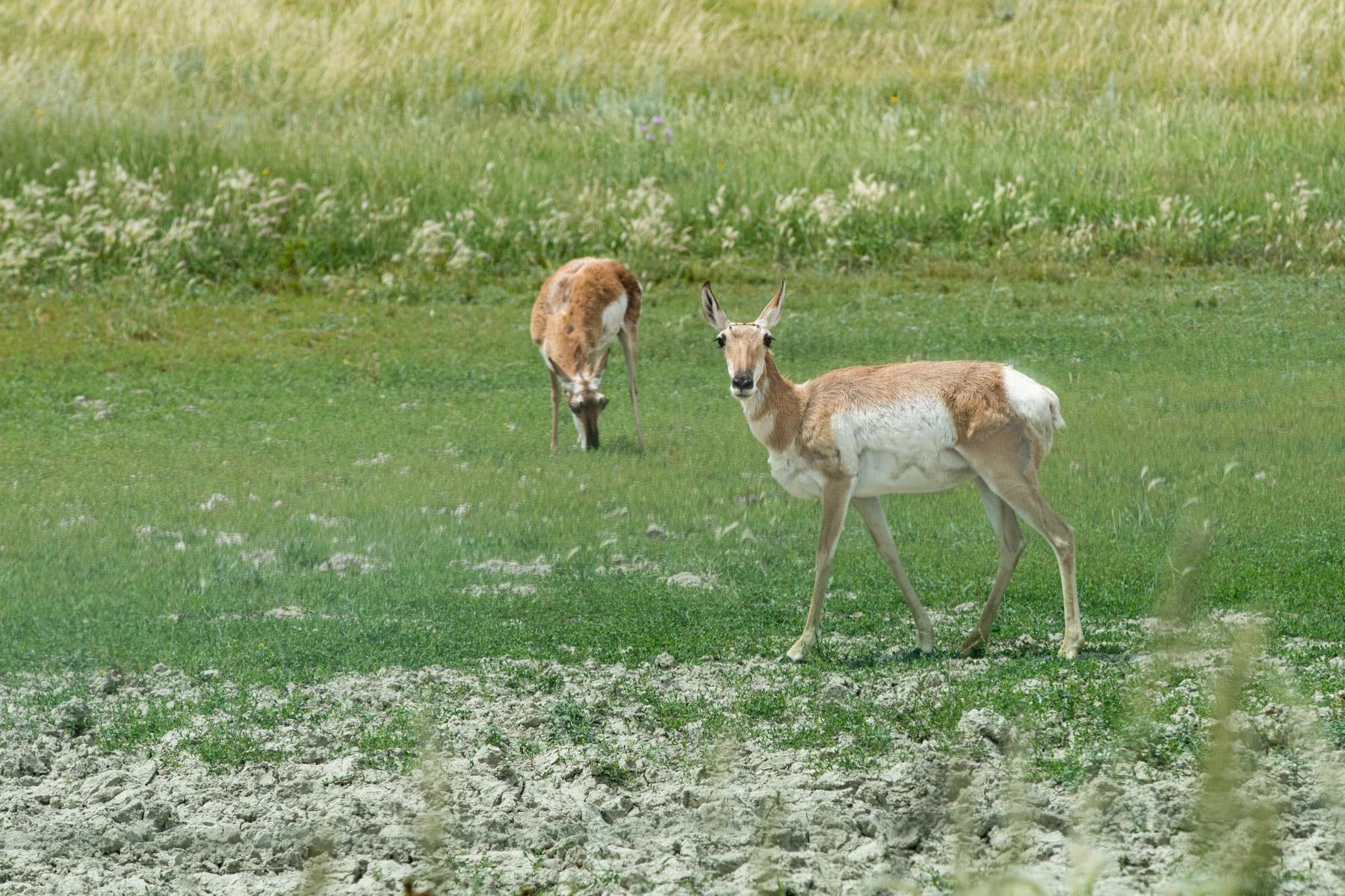 pronghorn-wildlife-pawnee-grassplands-eastern-plains-20230708