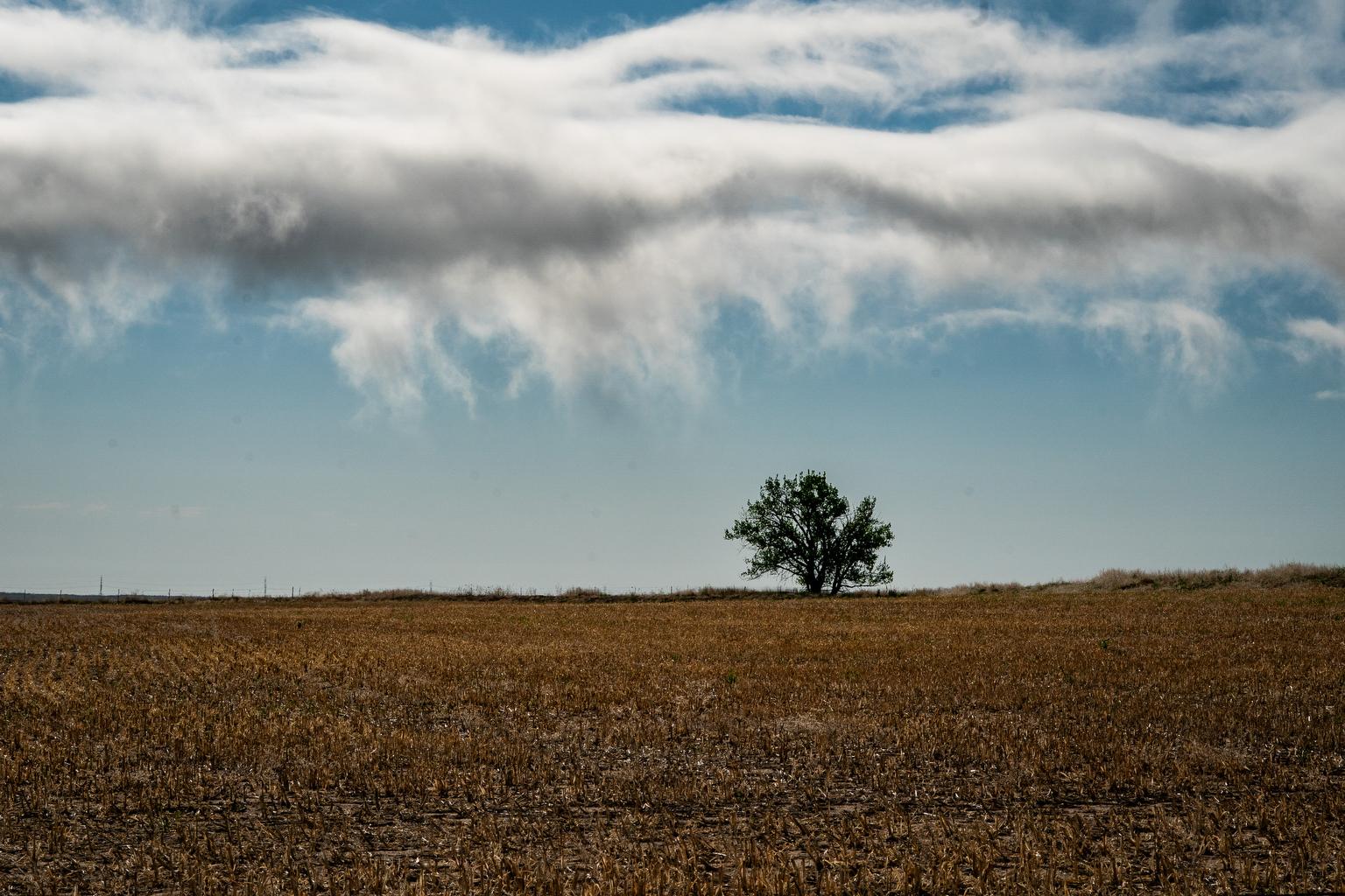 CLOUDS DRIFT OVER A LONE TREE IN A FIELD ON THE HIGH PLAINS