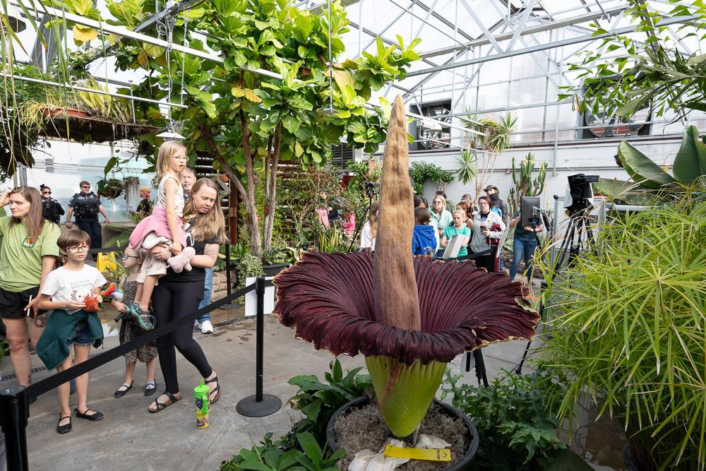 A line of people walk by a blooming corpse flower surrounded by other plants in a greenhouse.
