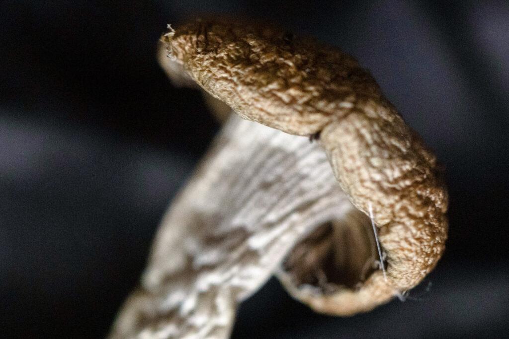 Oregon Magic Mushrooms