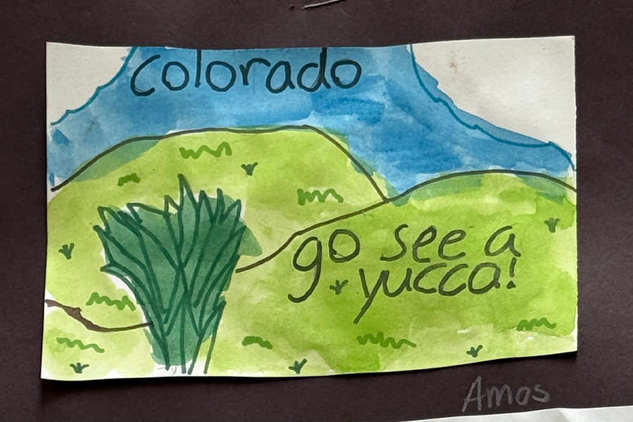 Drawing of yucca on green hills by third grade student
