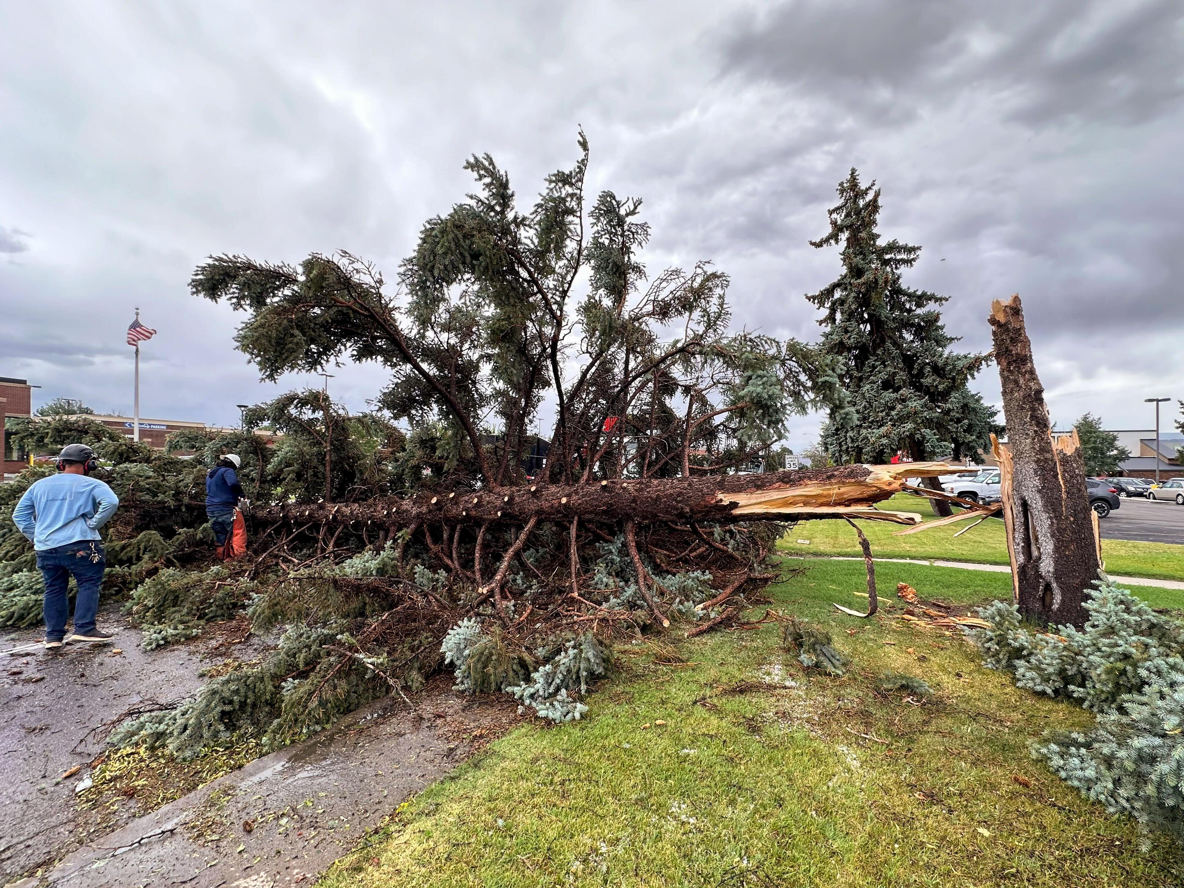 A short but intense storm rolled through Grand Junction on June 20, 2024, flooding streets, dropping hail and toppling trees, like this one near 12th Street and Patterson Road.