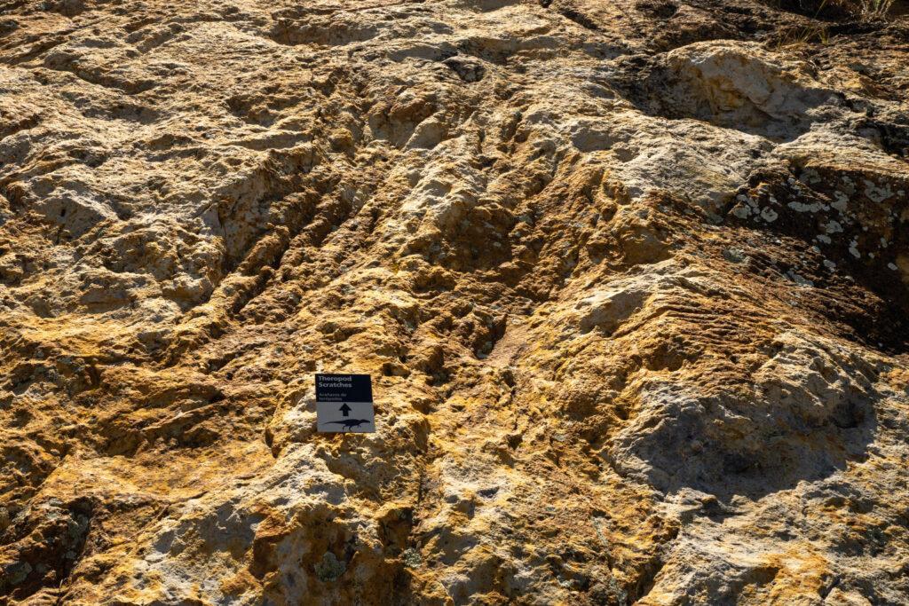 Giant dinosaur scratch marks in sandstone at Dinosaur Ridge