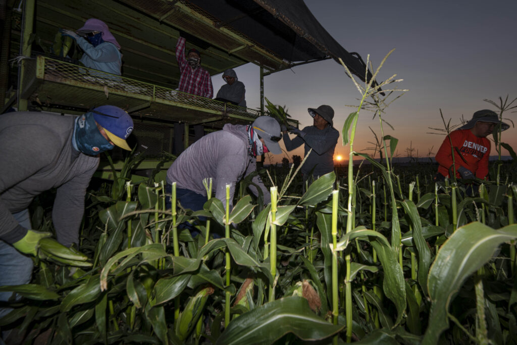 Farm workers picking ears of corn in a dimly lit field.