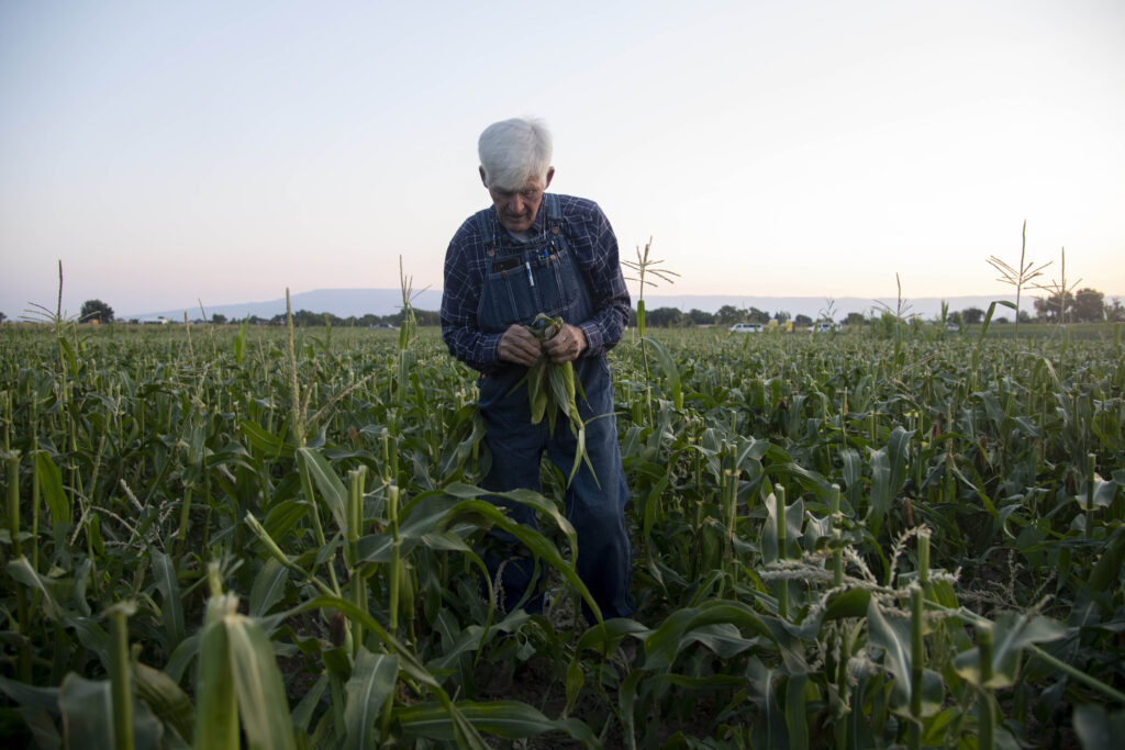 A gray-haired farmer holding an ear of corn in the middle of a field.