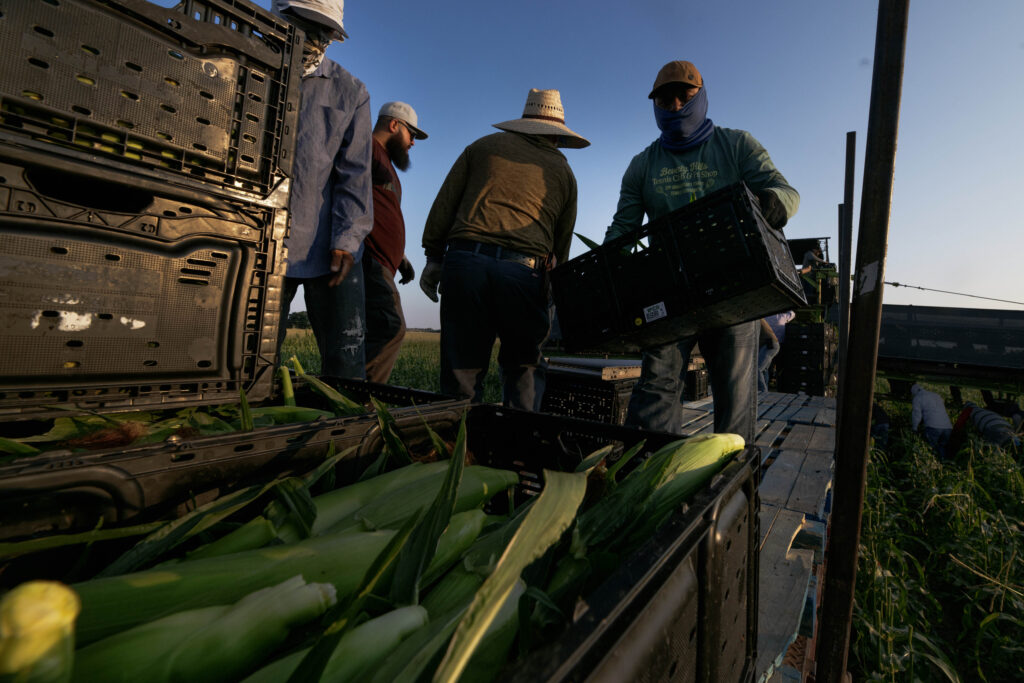 Four workers stand a top a harvester filled with corn.