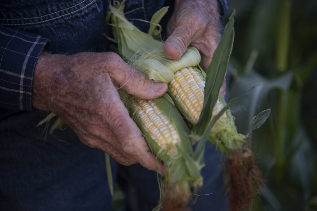 A farmer holds two ears of corn in his hands.