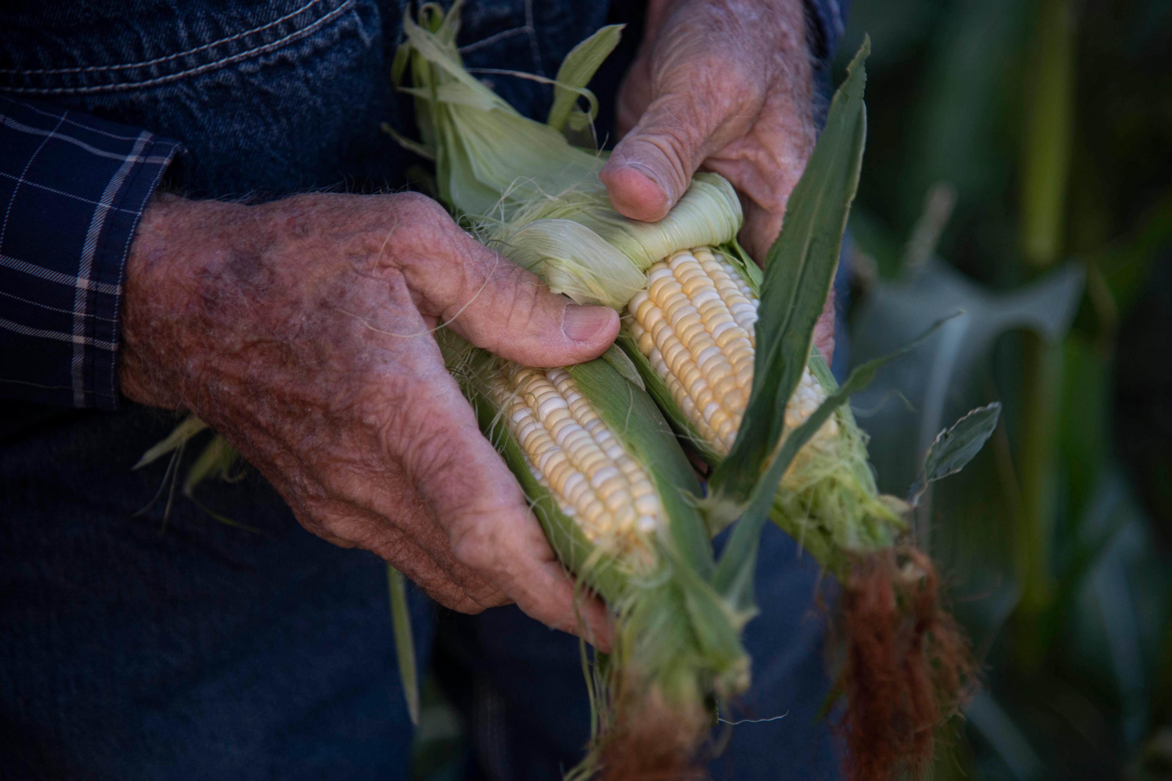 A farmer holds two ears of corn in his hands.