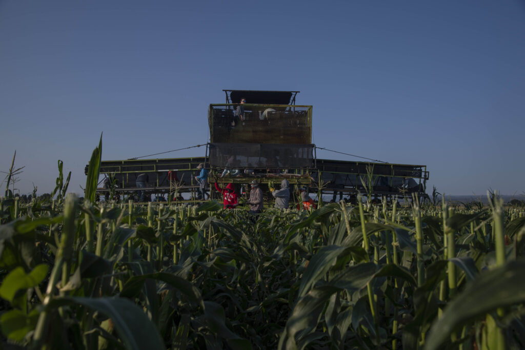A large harvesting machine looms behind a group of farm workers in a field.