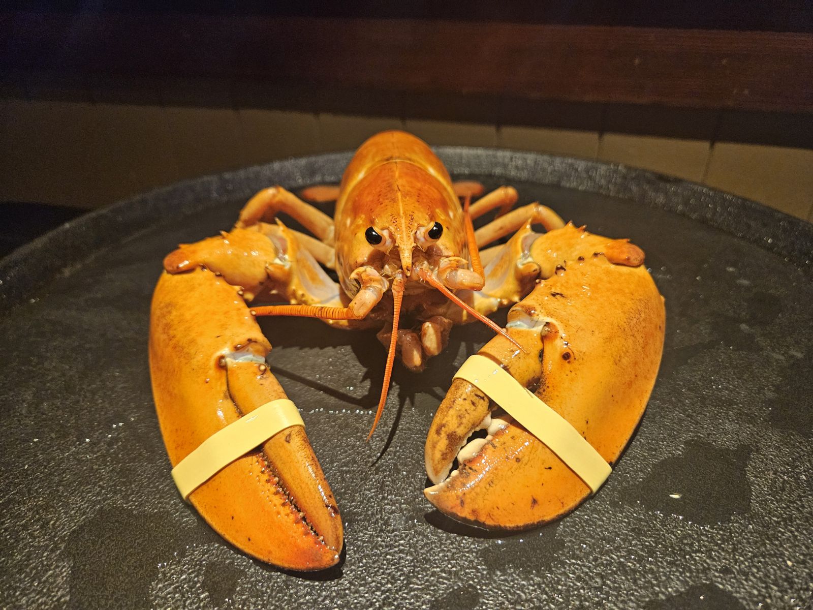 An orange lobster with rubber bands on its claws.