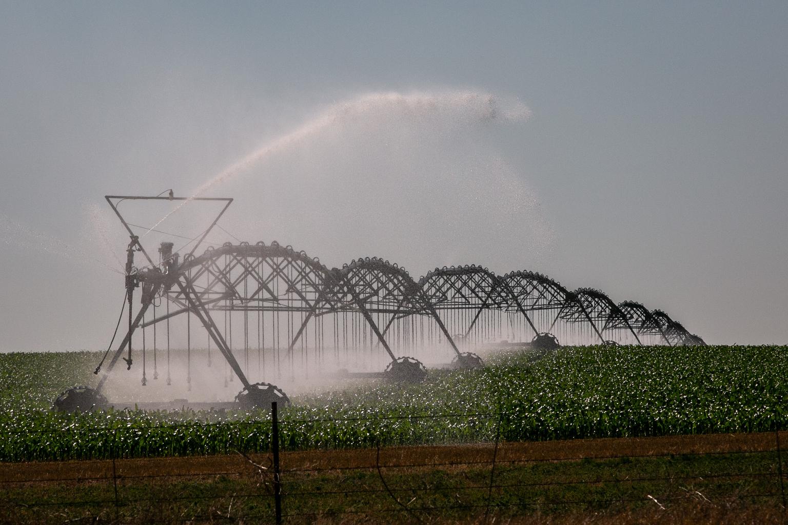 Irrigating a corn field in Weld County