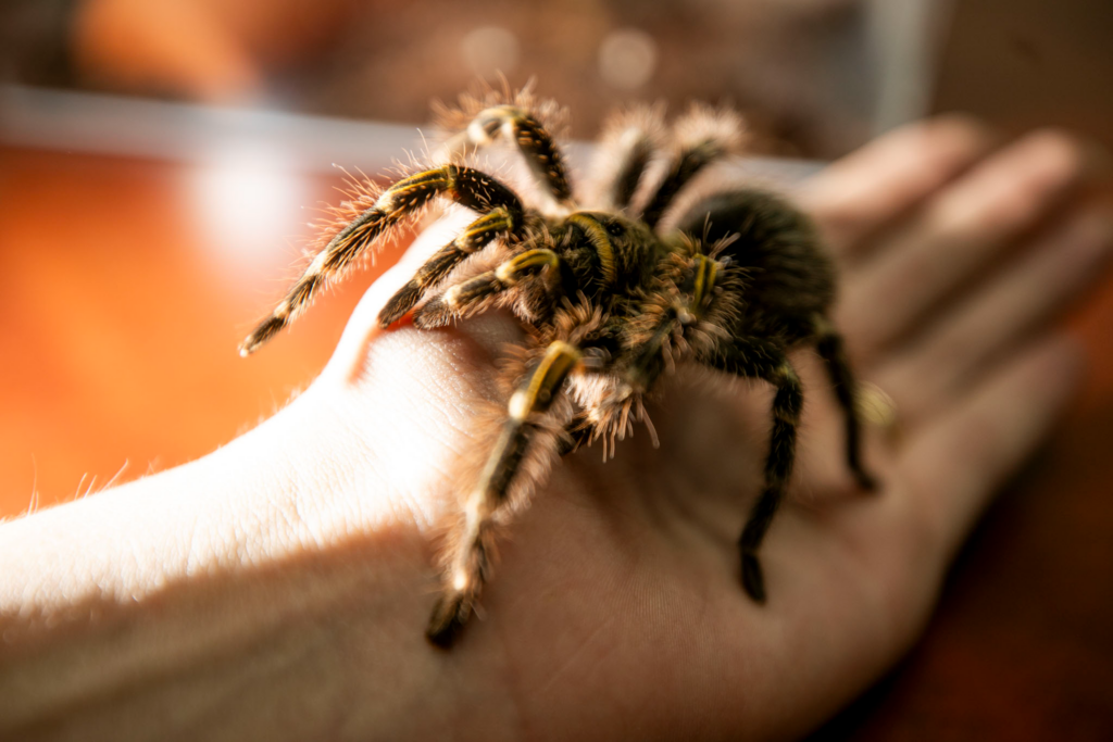 A big, hairy and brown tarantula, with golden stripes along her arms and back, sits in a human's hand.