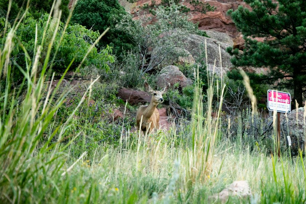 A mule deer explores Red Rocks shortly after dawn. July 27, 2024.