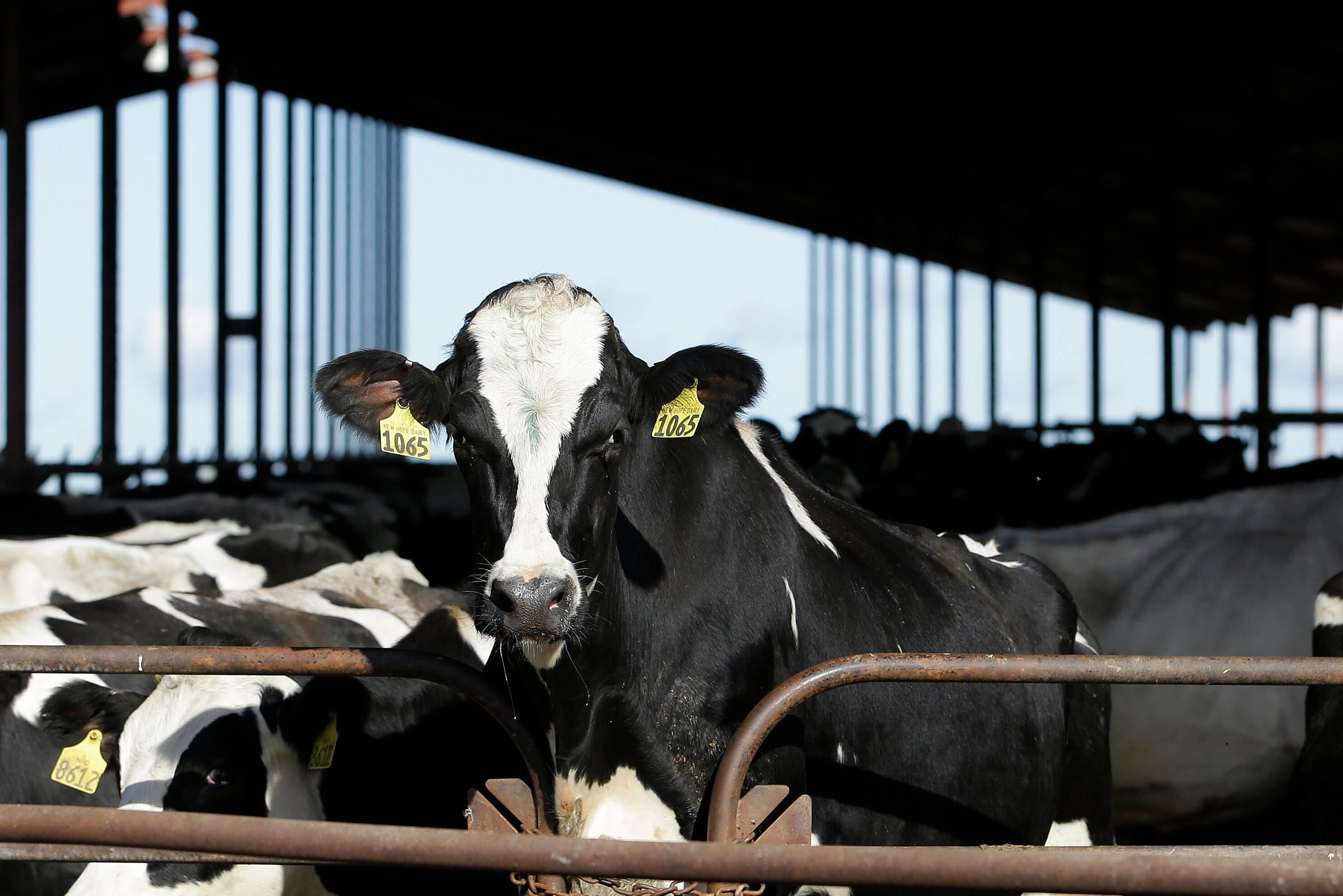 Bird Flu Dairy Cows