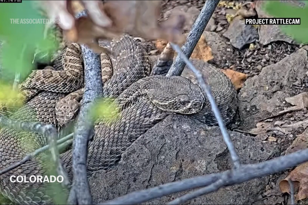 Snakes lying on top of each other.