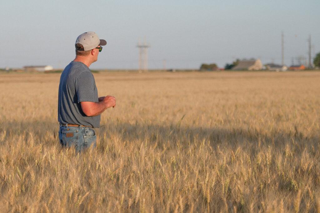 A man wearing a t-shirt, baseball hat and reflective sunglasses stands in a hip-height field of wheat.