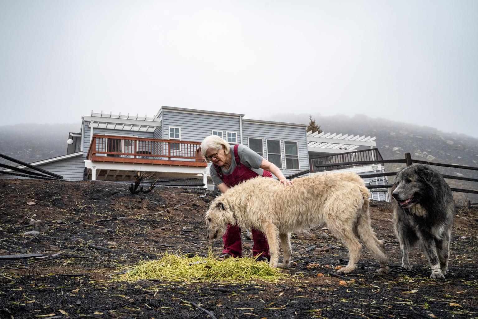 Stone Canyon Fire Survivor Suzanna Simmons and her dogs