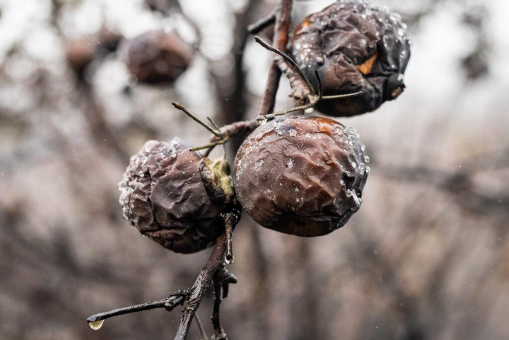 Burned apples on a tree in Suzanne Simmons' orchard