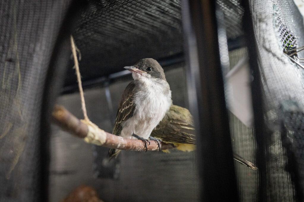 A black white Kingbird perches in the safety of a cage at the Greenwood Wildlife Rehabilitation Center