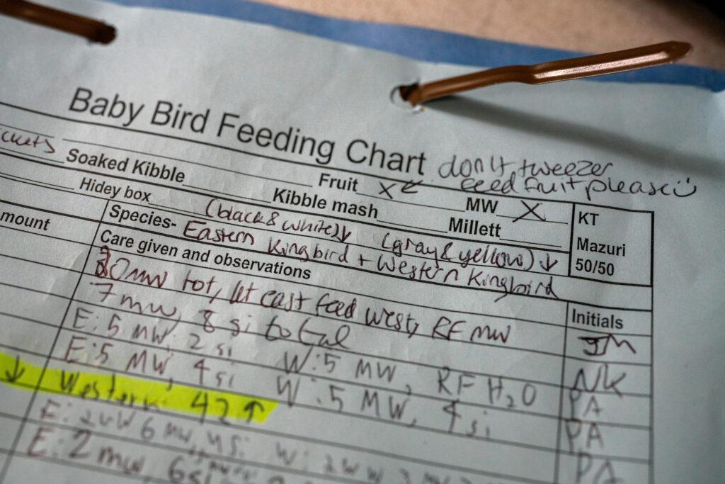 The feeding and care chart for a black white Kingbird at the Greenwood Wildlife Rehabilitation Center