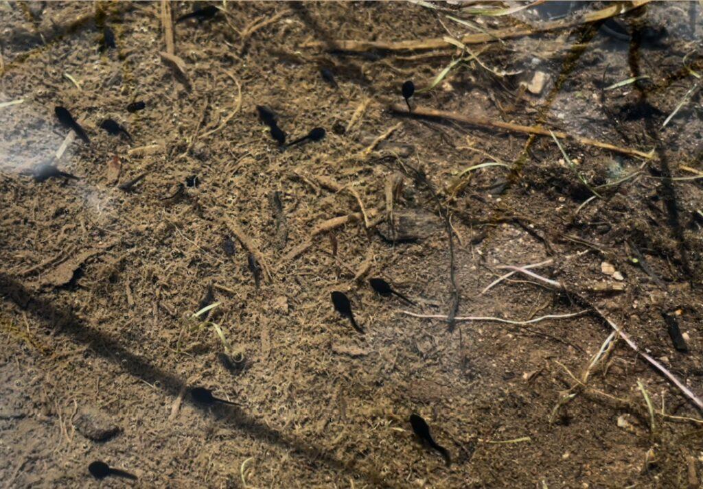 Wild boreal toad tadpoles swim at a reintroduction site above Pitkin.