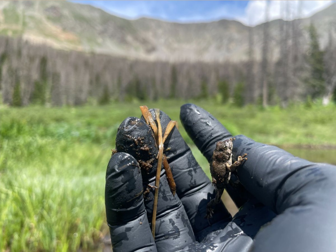 A biologist holds a young boreal toad from a reintroduction site above Pitkin.