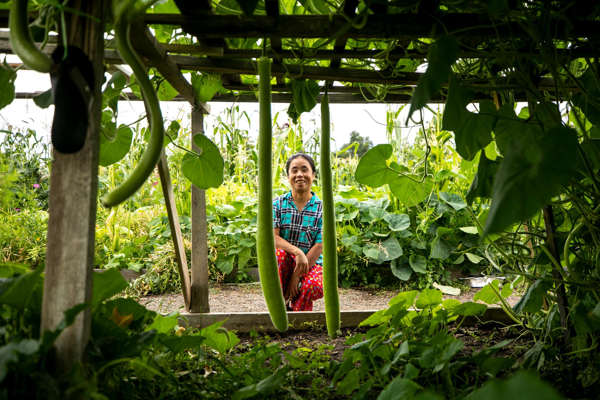 A woman in a red skirt and a teal shirt kneels beneath a grid of wood covered with growing green leaves; long, green squashes hang from the structure.