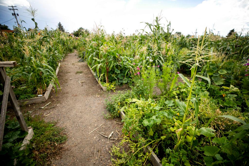 Garden plots overflow with green plants — corn, squash and more — separated by dirt paths.