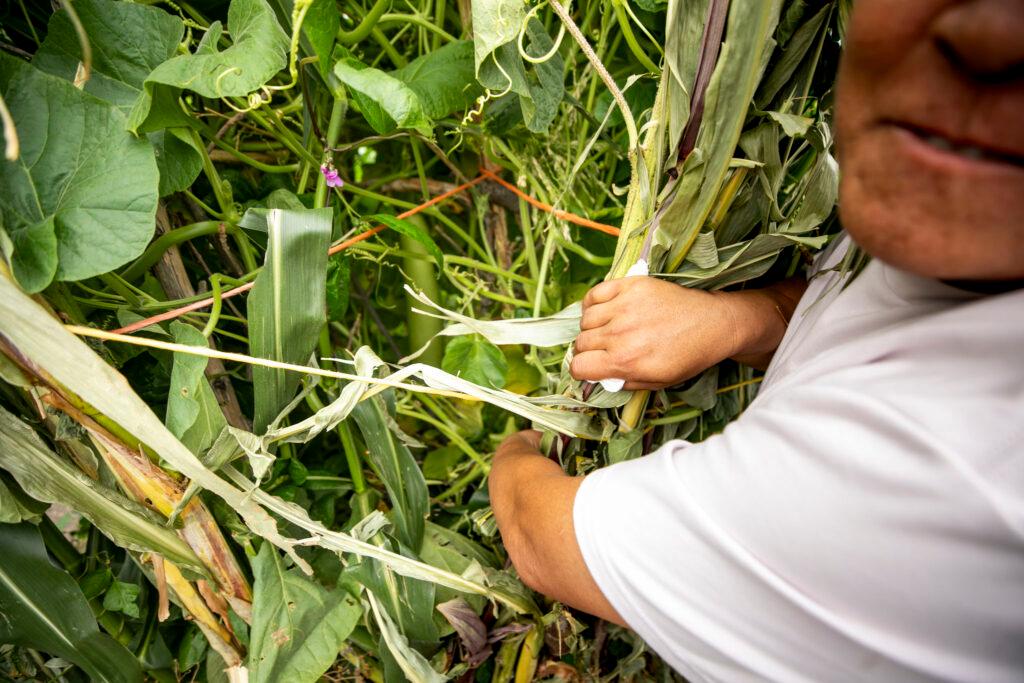 A man in the foreground reaches into a thick bed of green leaves and stalks.