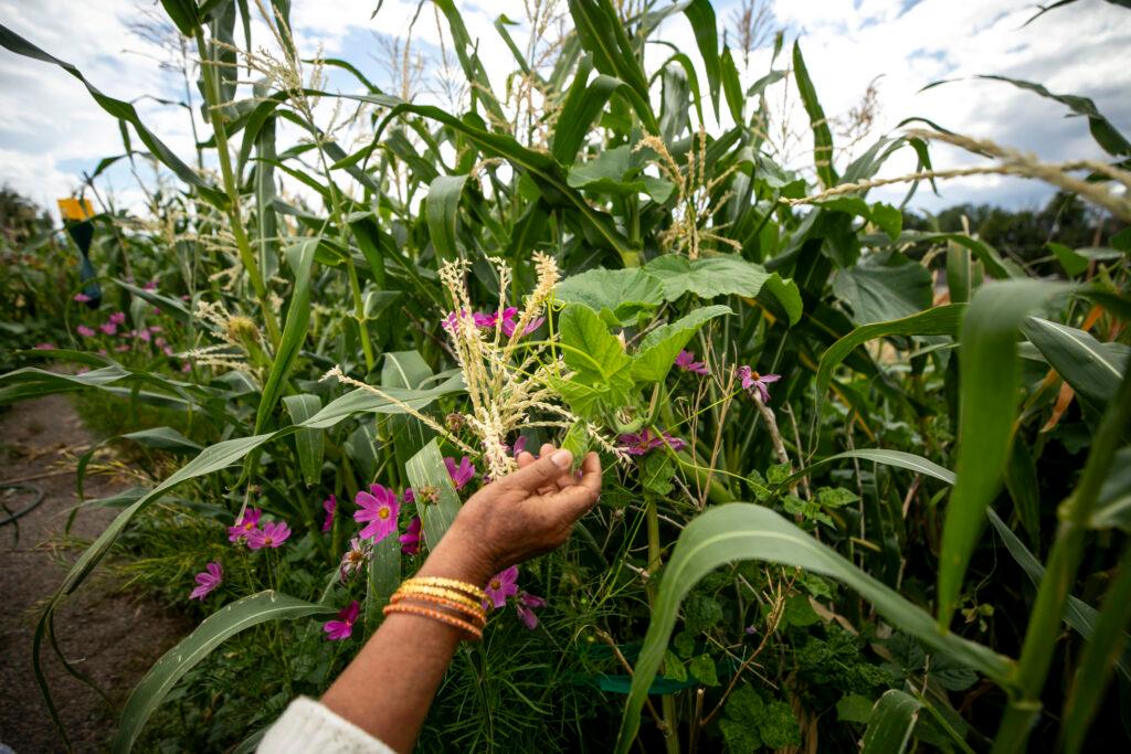 A woman's hand, ringed by gold bracelets, reaches into a garden plot overflowing with green leaves and purple flowers.