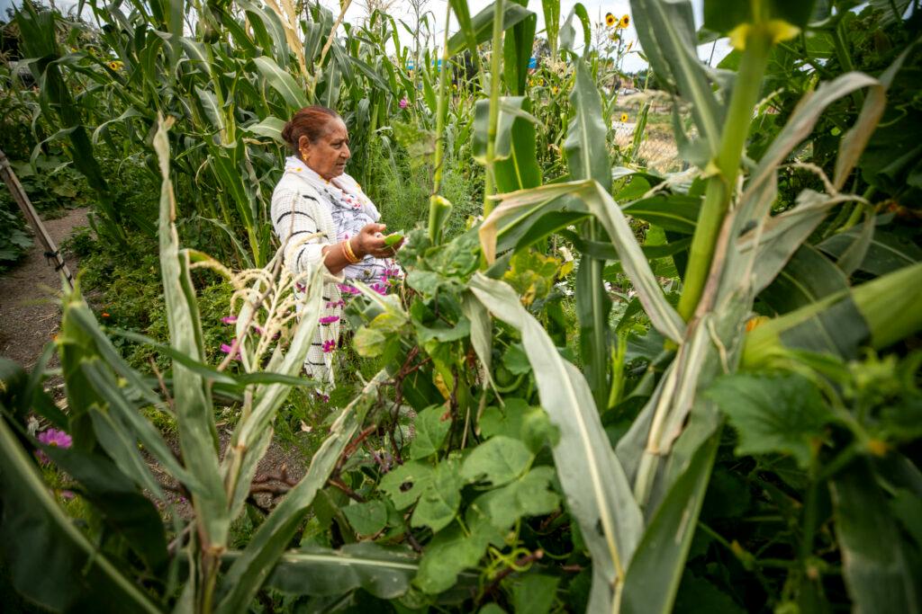 A woman in a cream sweater reaches into a garden plot overflowing with green leaves and corn stalks.