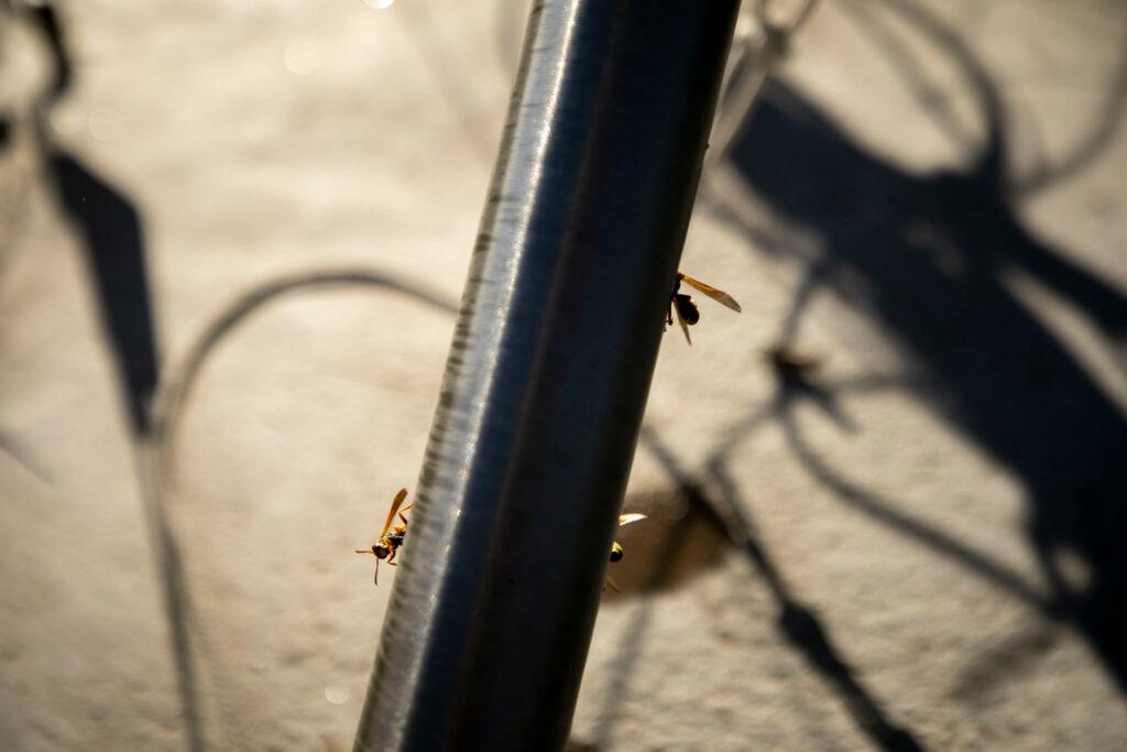 Three wasps can be seen on a grey metal bar.