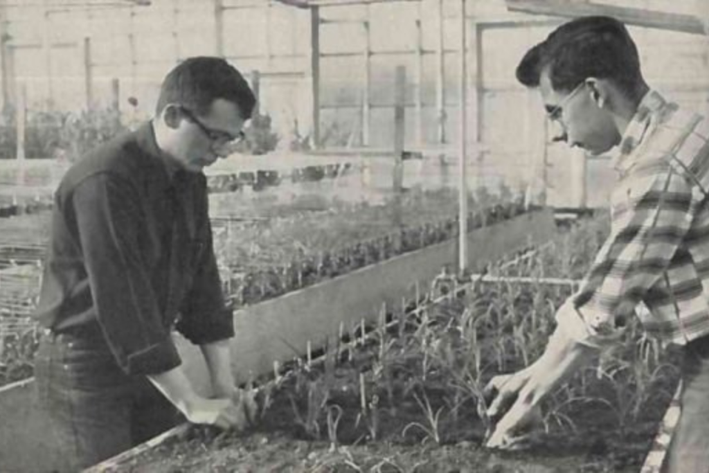 Two men check on carnations at a Colorado State University research lab in 1952.