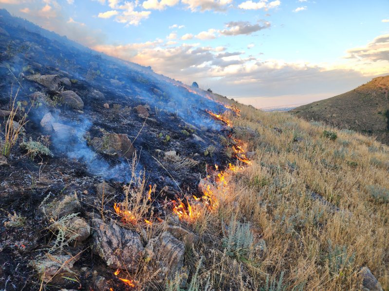 smoldering grass as part of a wildfire during the day