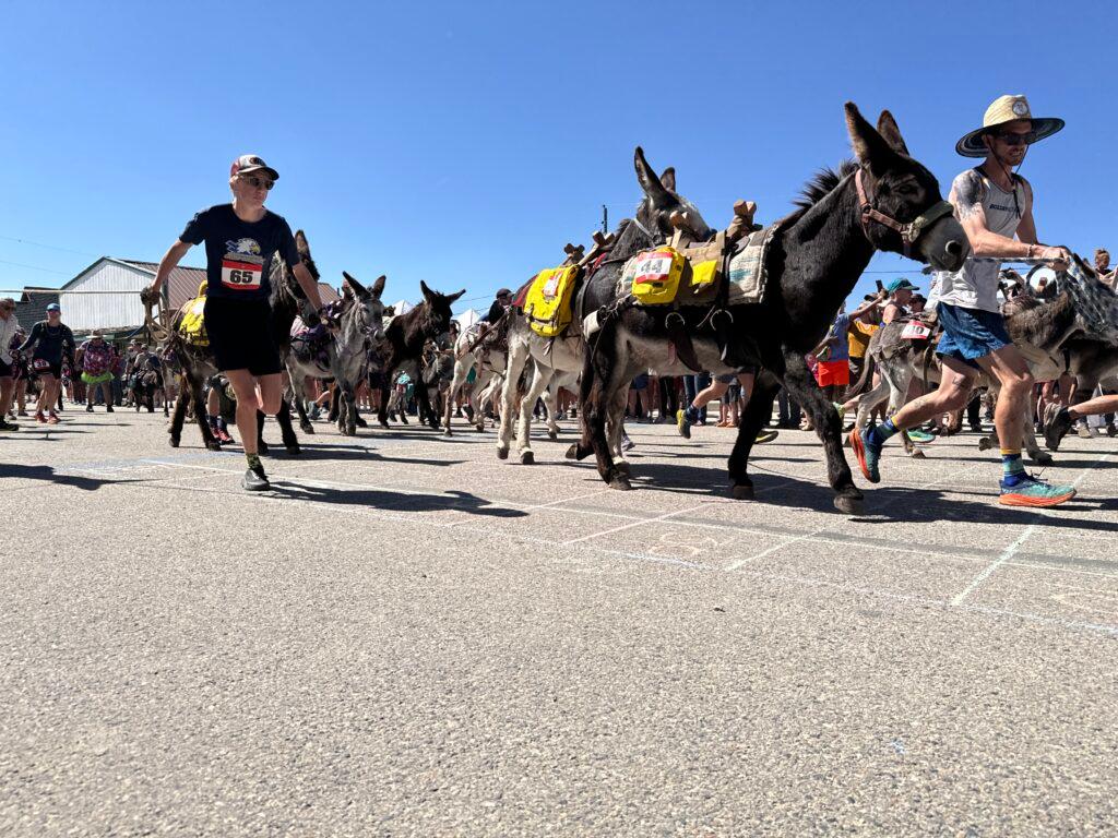 Runners and Donkeys race down a street on a sunny dyay.